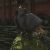 "Harbinger Cuckoo" icon